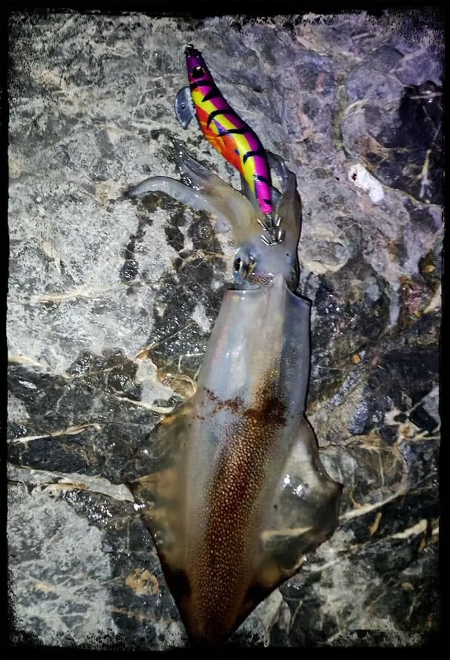 Egi enganchado a un calamar sobre roca, pesca nocturna